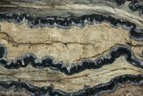 Mammoth Molar Slice With Case - South Carolina #291120-2